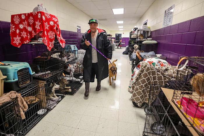 How to prepare your pets for when a hurricane makes it rain cats and dogs