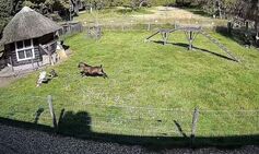 Hero farm animals defend chicken friend from hawk in resurfaced dramatic video