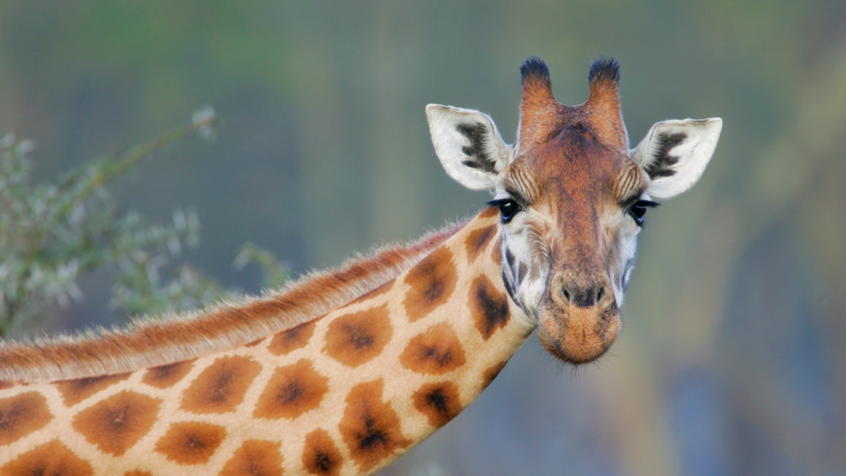 Why do giraffes have spots?
