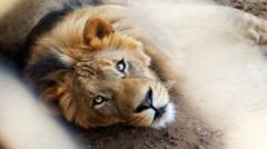 Owners of escaped pet lion arrested after it attacks three people