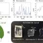 Microscopic plant stones can cause permanent damage to tooth enamel