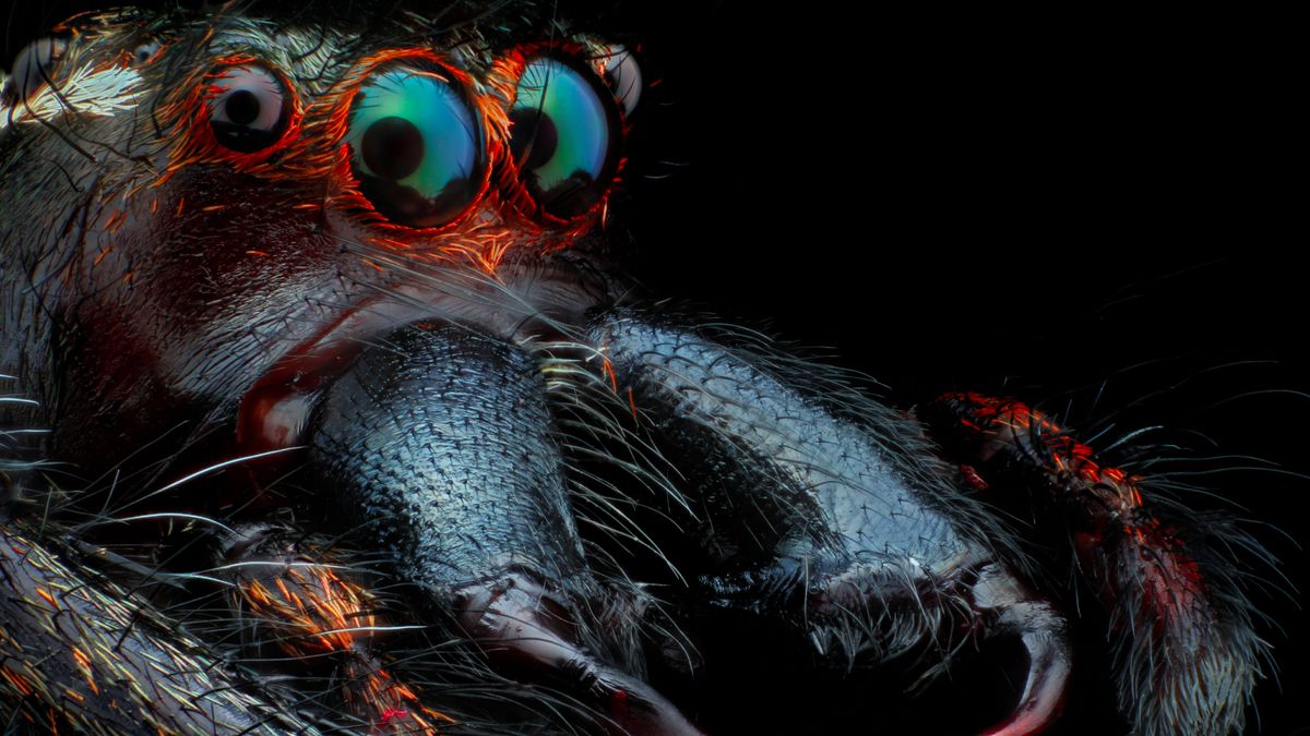 Spider quiz: Test your web of knowledge