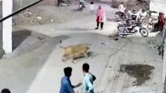 Watch: Moment pet lion pounces on woman in street