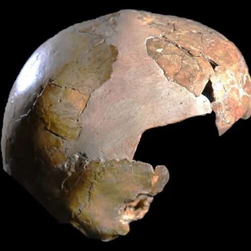Ancient skull may have been half human, half Neanderthal child