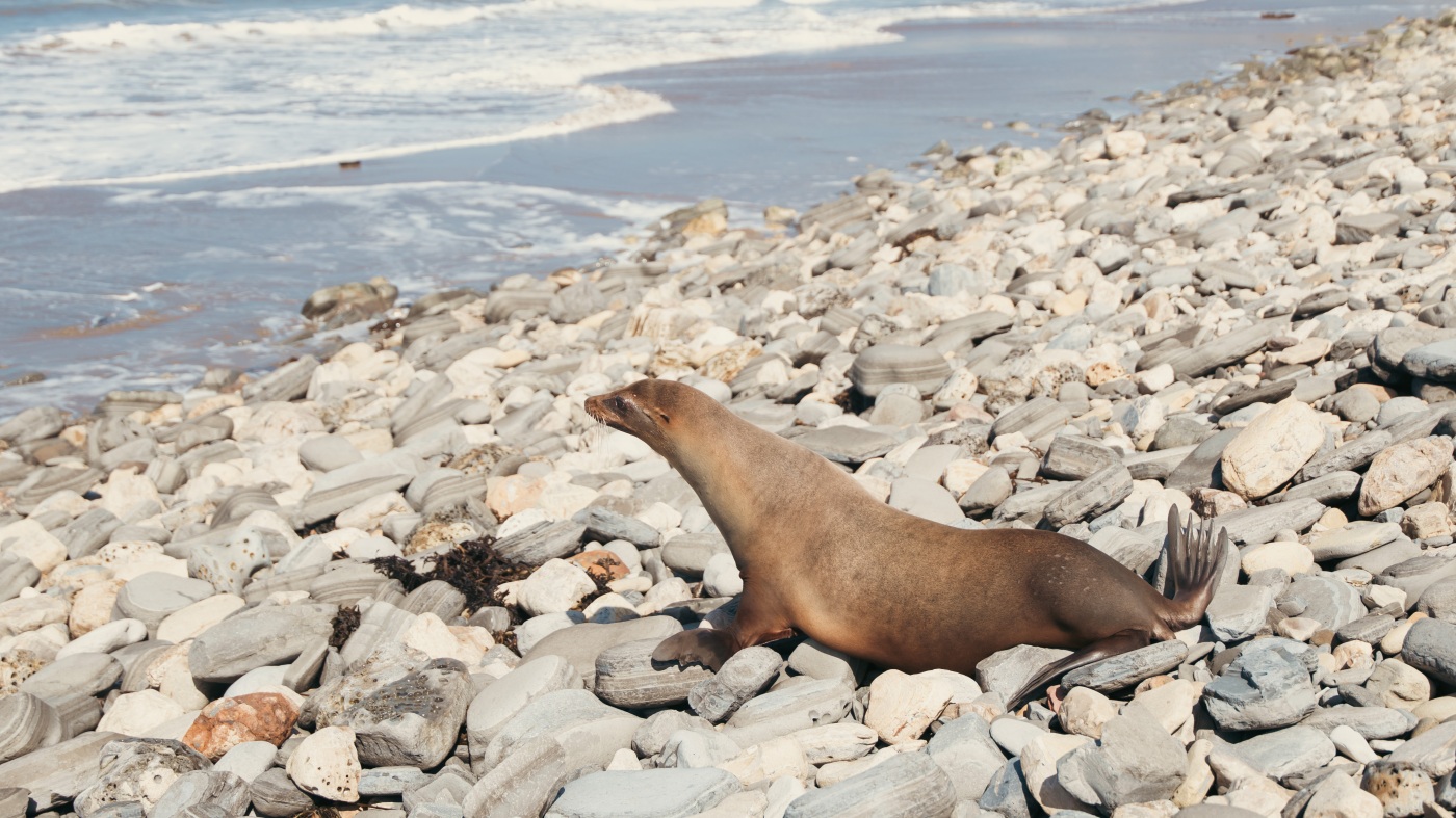 Sea lions are released after toxic algae bloom in California
