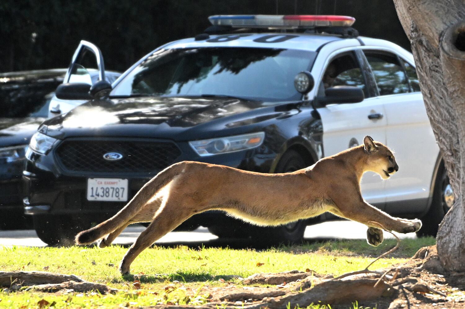 How changes in California culture have influenced the evolution of wild animals in Los Angeles