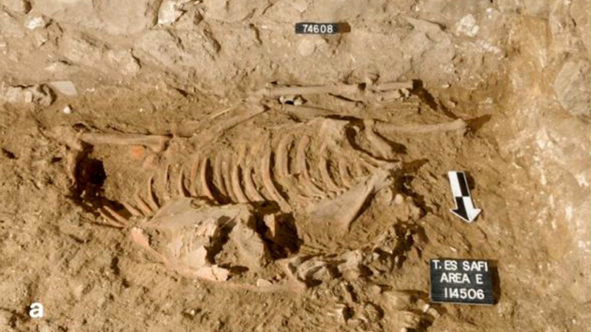Extraordinary ‘sacrificial ass’ found with severed head from Bronze Age Israel