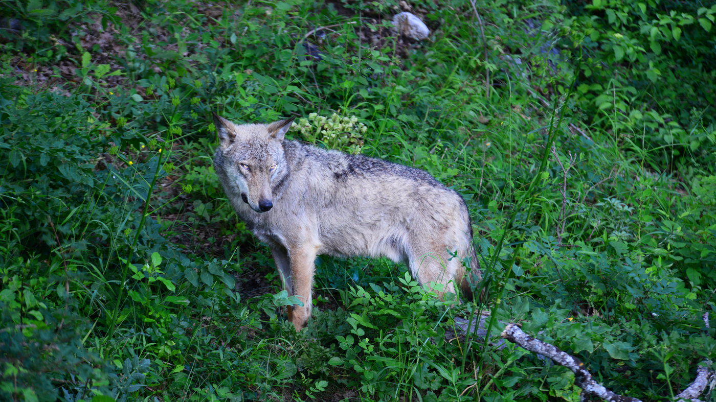 A battle is unfolding in Europe over the future of wolves