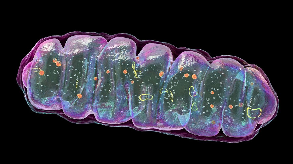 8-year-old with rare, fatal disease shows dramatic improvement on experimental treatment
