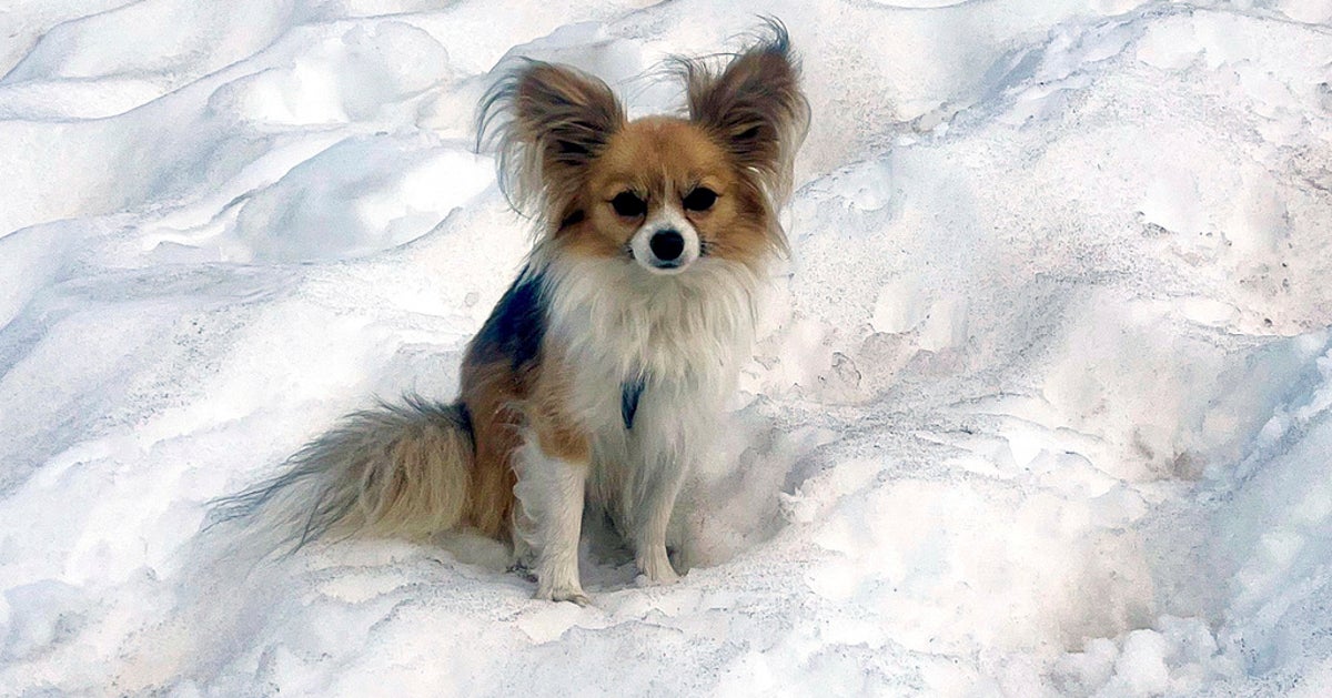Heroic Chihuahua Helps Swiss Rescuers Find Man Who Fell Into Glacier