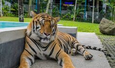 Tourist mangled by tiger as he tries to take selfie with predator at popular zoo