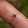 Lyme disease patients aren’t getting proper follow-up care