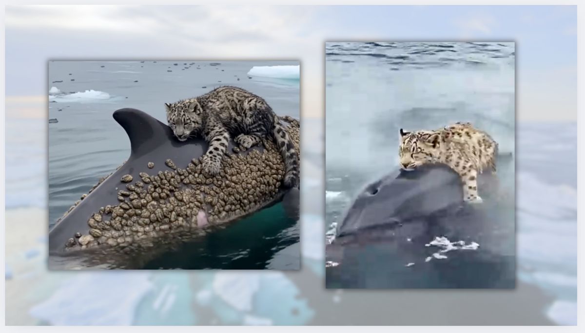 Put rumors of dolphin saving snow leopard cub lost at sea on ice