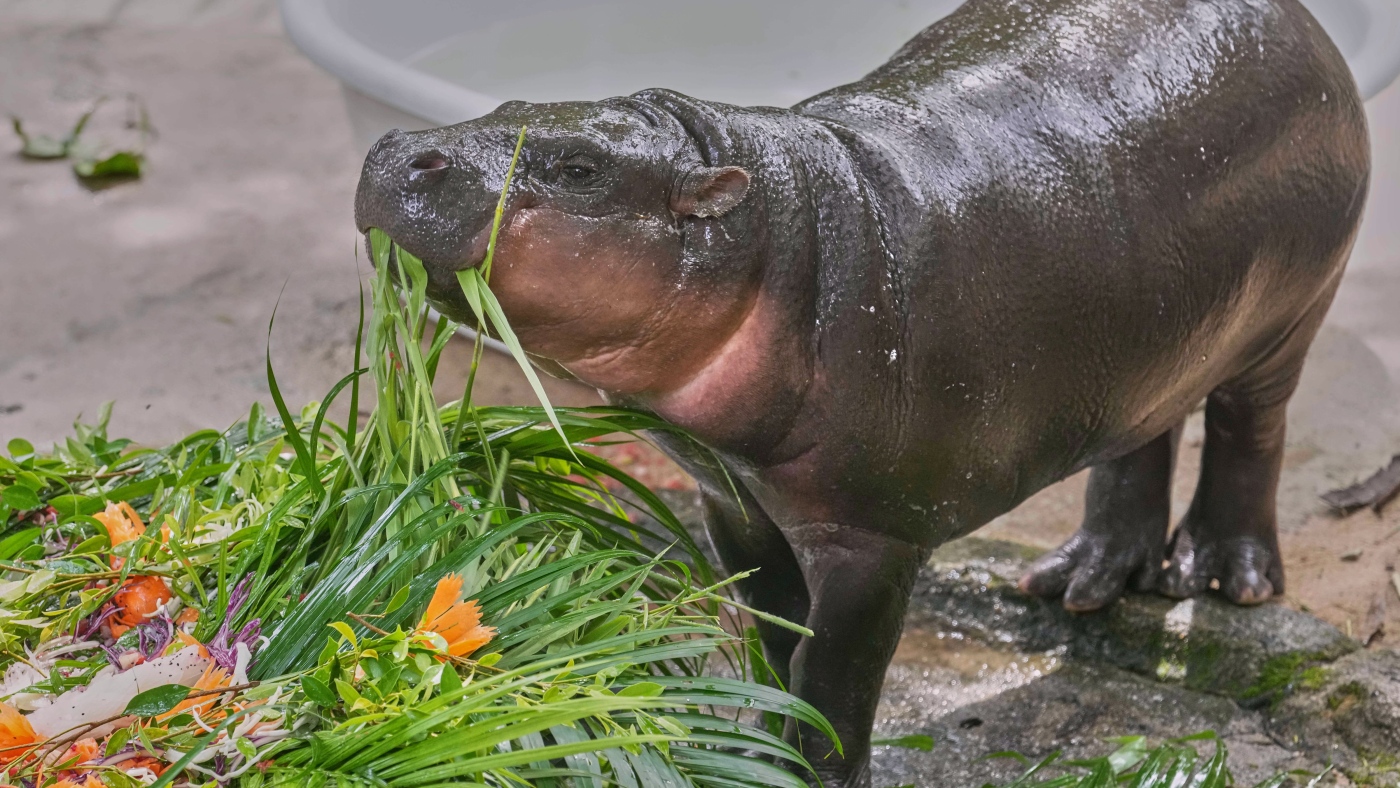 Thousands celebrate baby hippo Moo Deng’s first birthday at a Thailand zoo
