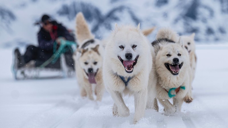 Greenland sled dog DNA is a window into the Arctic’s archaeological past