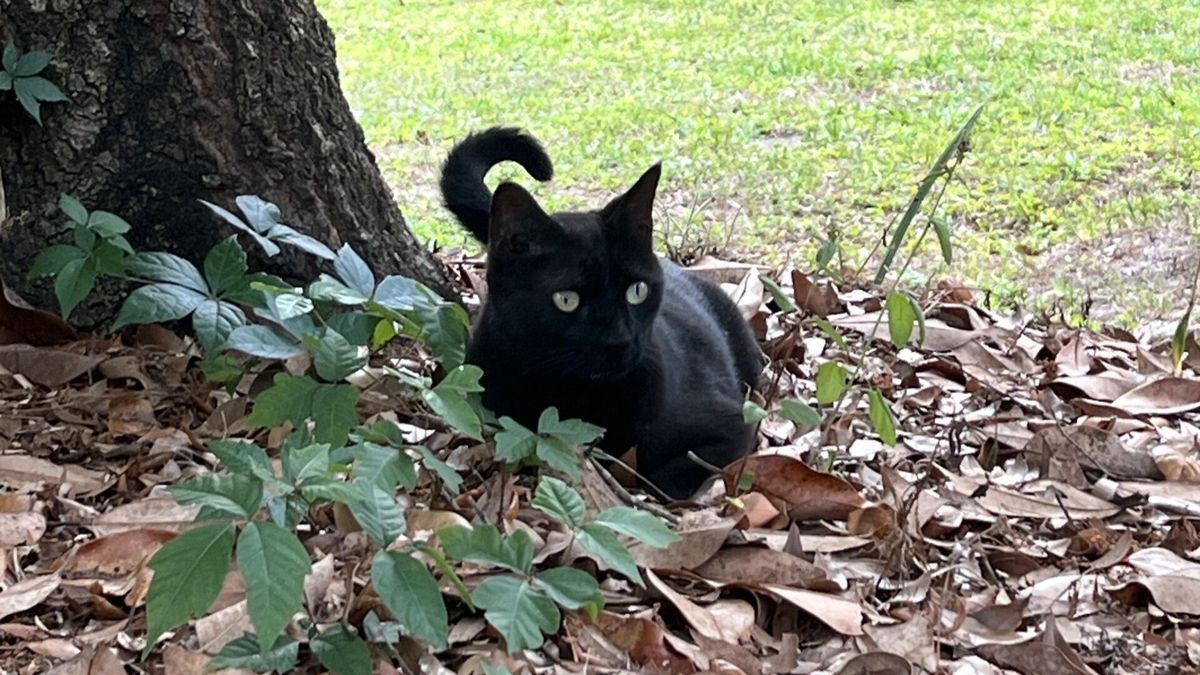Scientist’s cat helps discover a rare virus — yet again