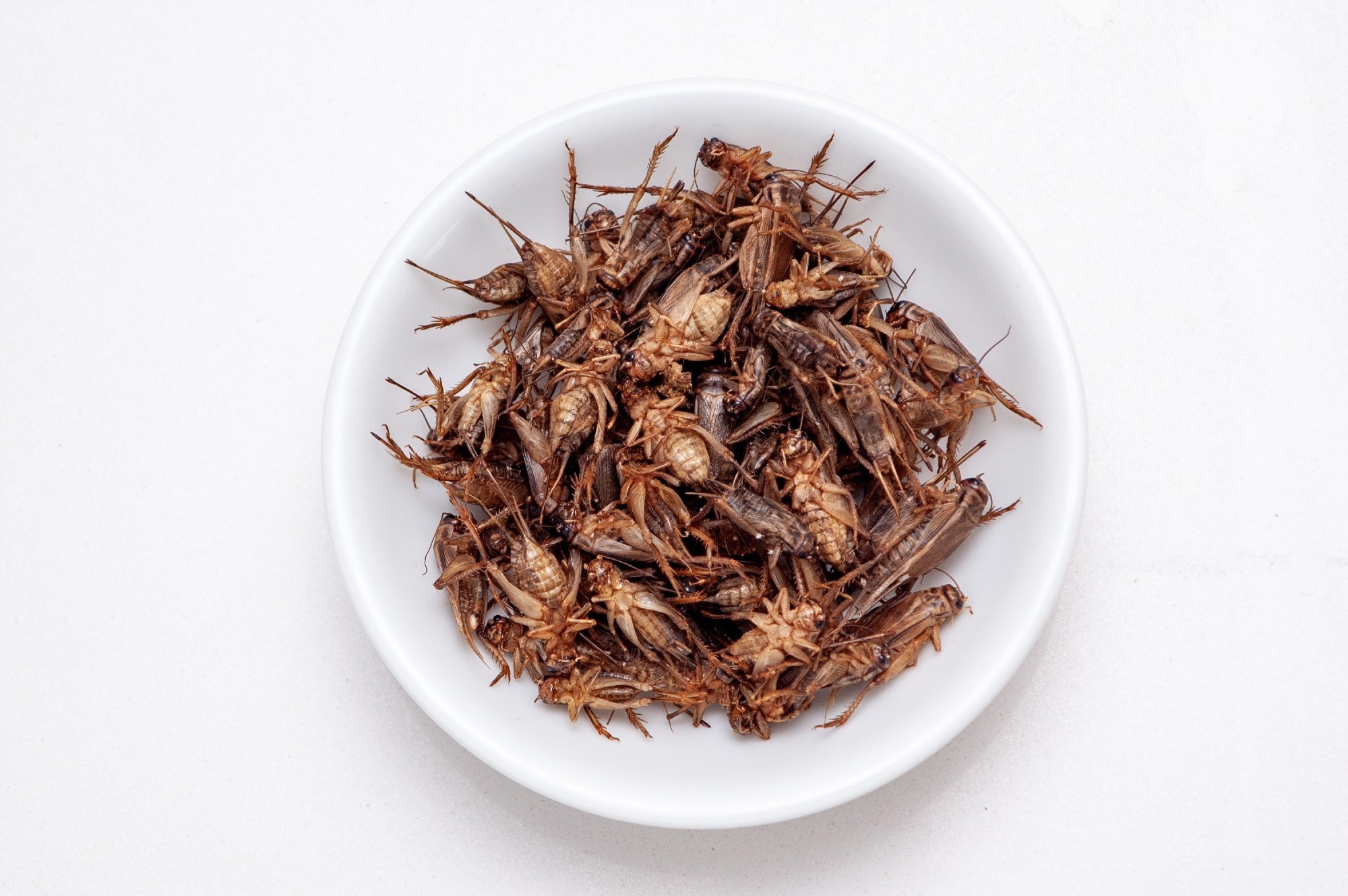 Cricket flour pasta offers a safe, sustainable protein alternative