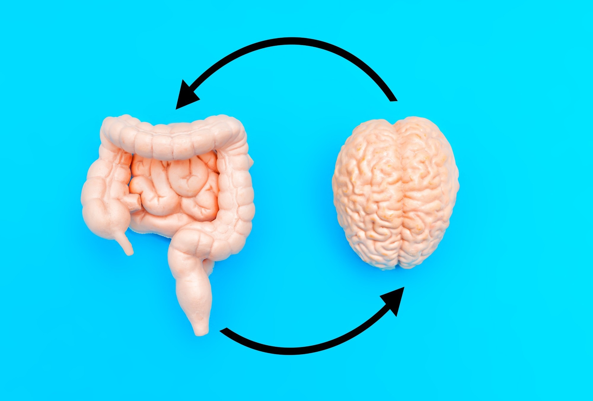 Fasting triggers neuroprotective changes that could delay dementia