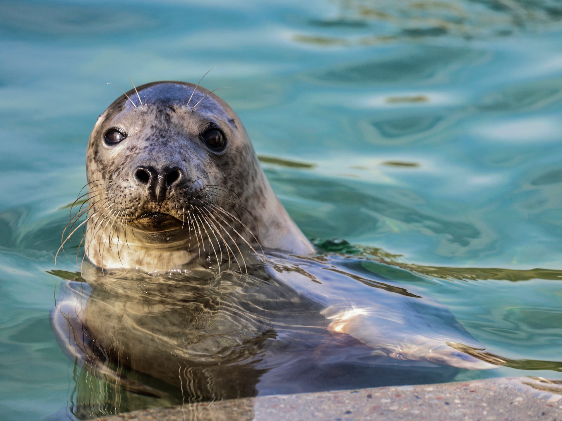 Lithuania to save Baltic seals as ice sheets recede due to climate change