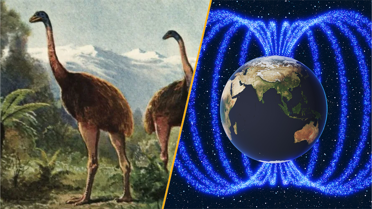 Science news this week: ‘Bringing back’ giant ancient birds and a shift in Earth’s poles