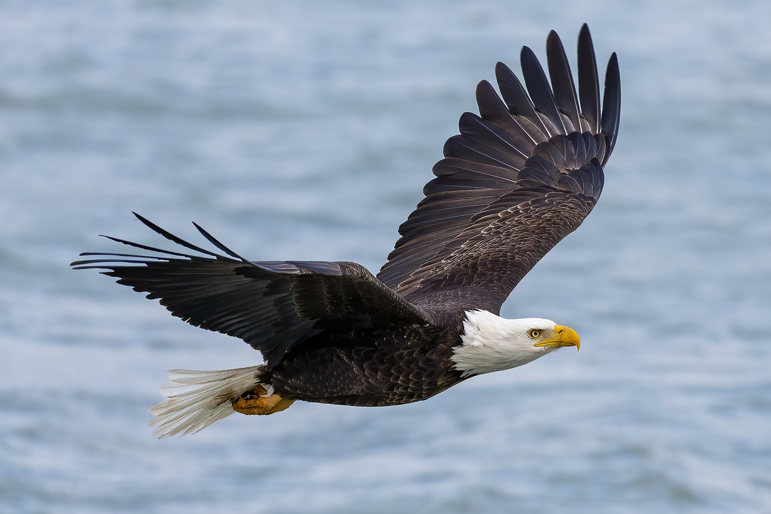 Bald eagle’s new status as the official U.S. bird brings pride and hope to many Native Americans