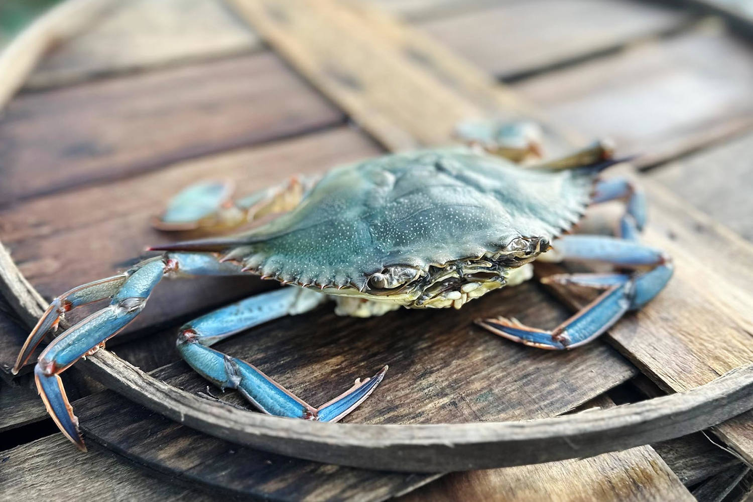 Maryland’s blue crabs — and its crabbers — are having a rough season