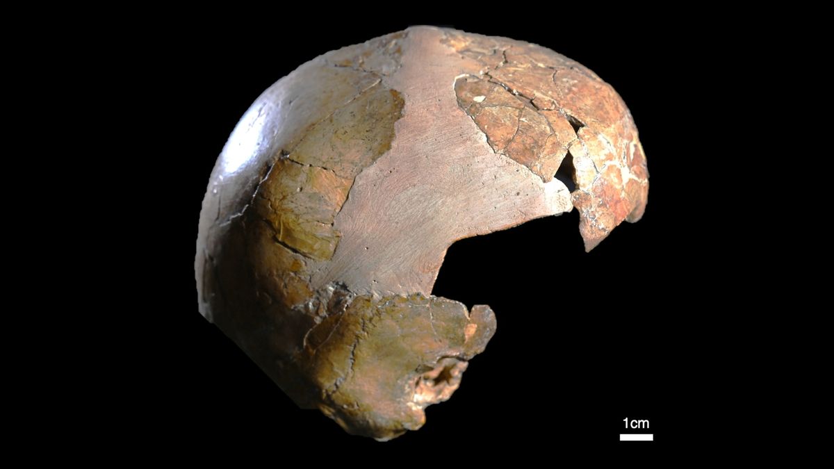 140,000-year-old child’s skull may have been part modern human, part Neanderthal — but not everyone is convinced