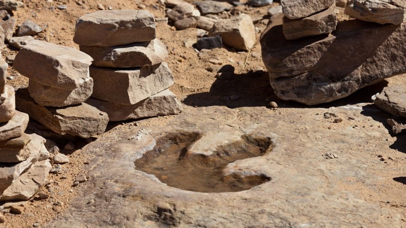How fast did dinosaurs really go? Birds walking in mud provide new clues