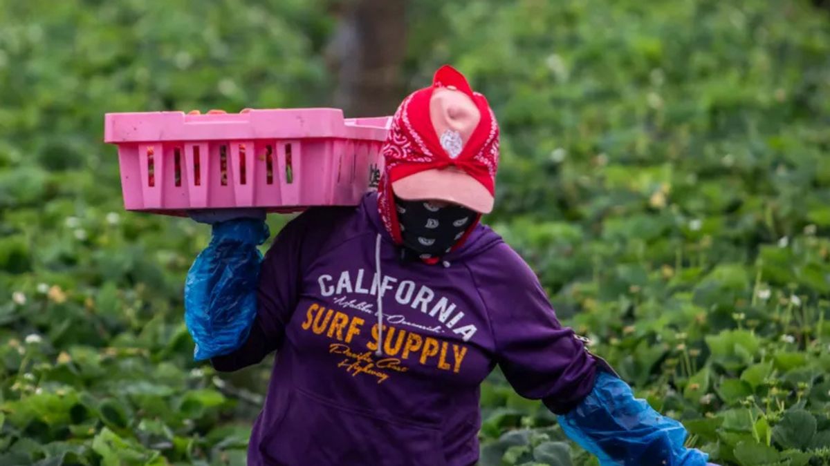 Around 40% of farmworkers are undocumented, according to USDA data. Here’s what that means