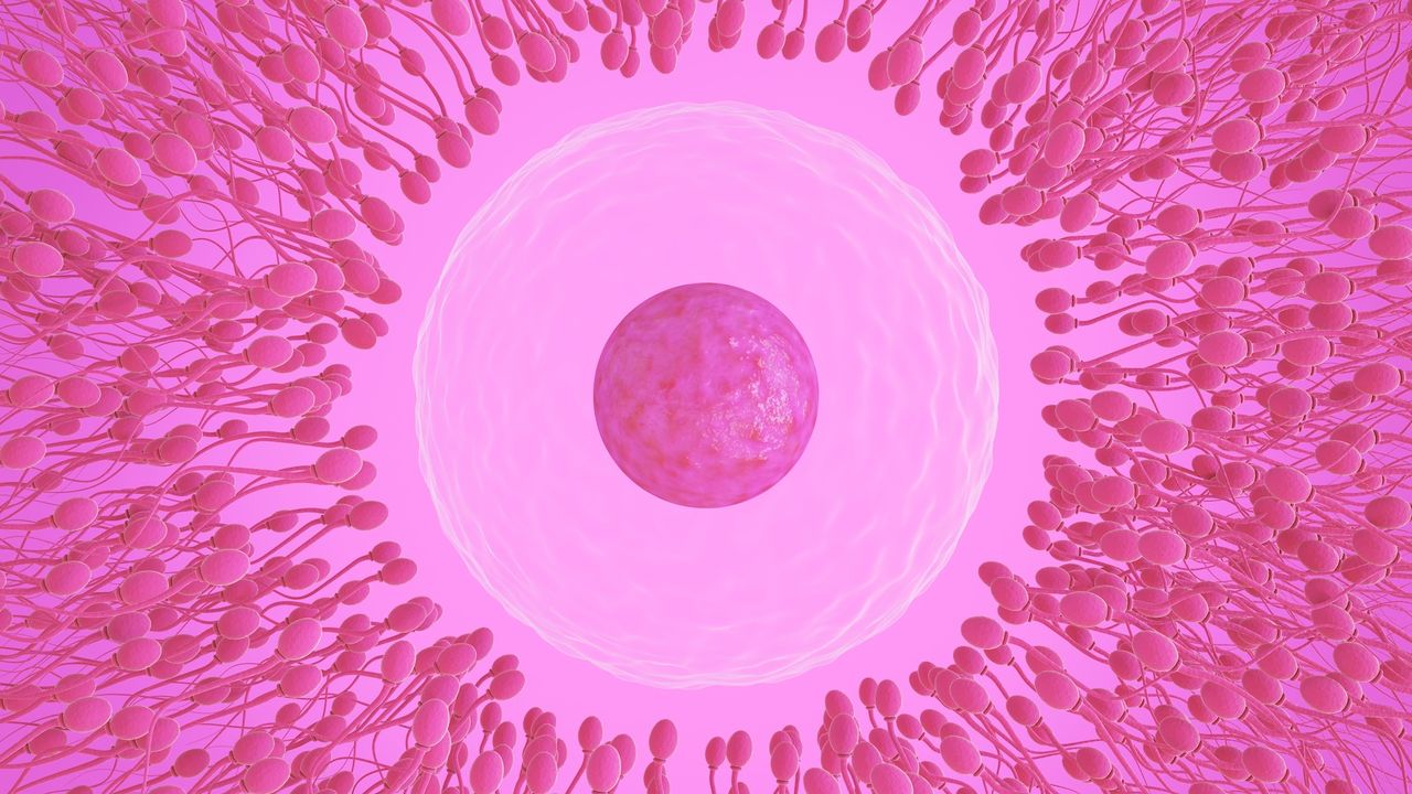 The choice of sperm is ‘entirely up to the egg’ — so why does the myth of ‘racing sperm’ persist?