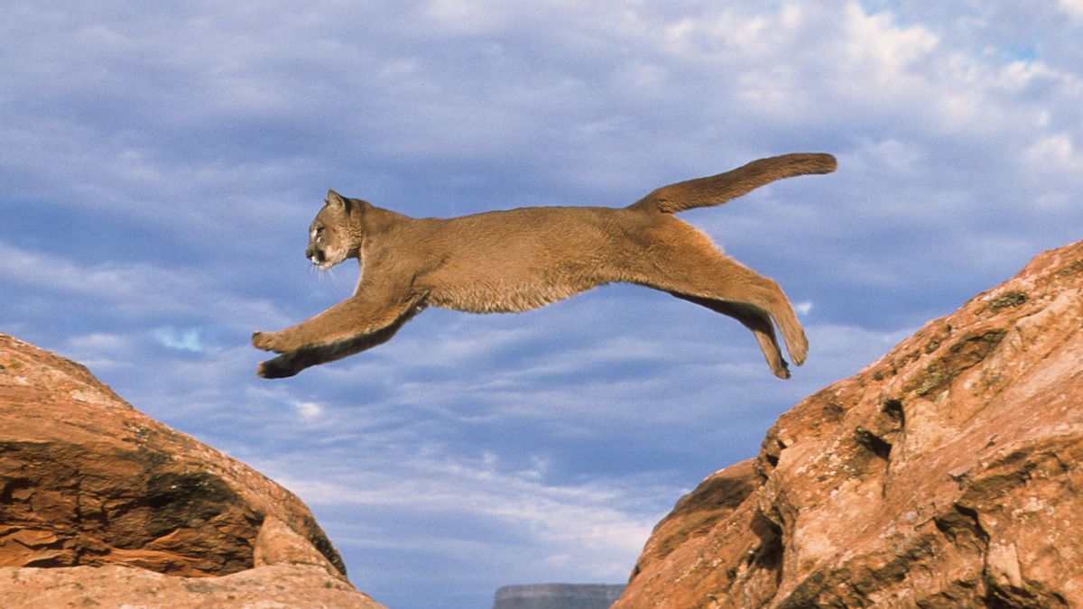 Mountain lions are not leaving Yellowstone for Utah, despite popular video’s claim