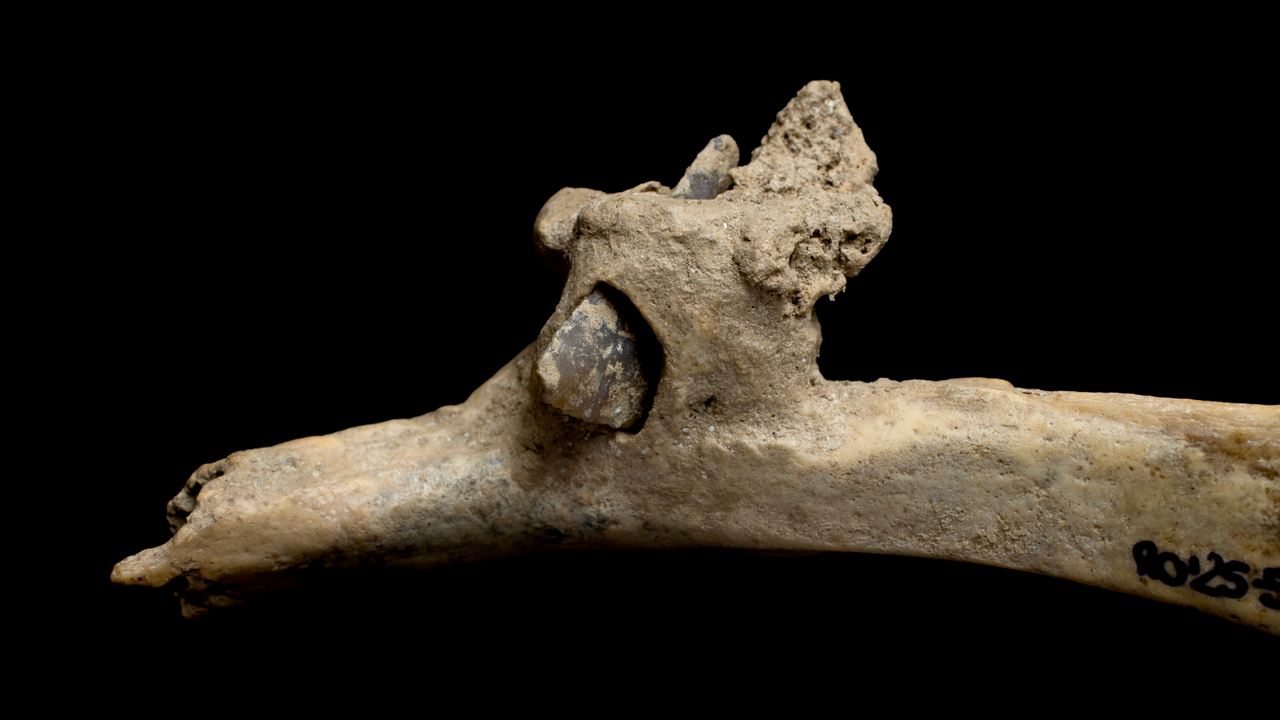 4,000-year-old human rib discovered high in the Pyrenees still has an arrowhead from a brutal attack