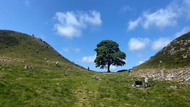 Men who cut down Britain’s famed Sycamore Gap tree sentenced to more than 4 years in prison
