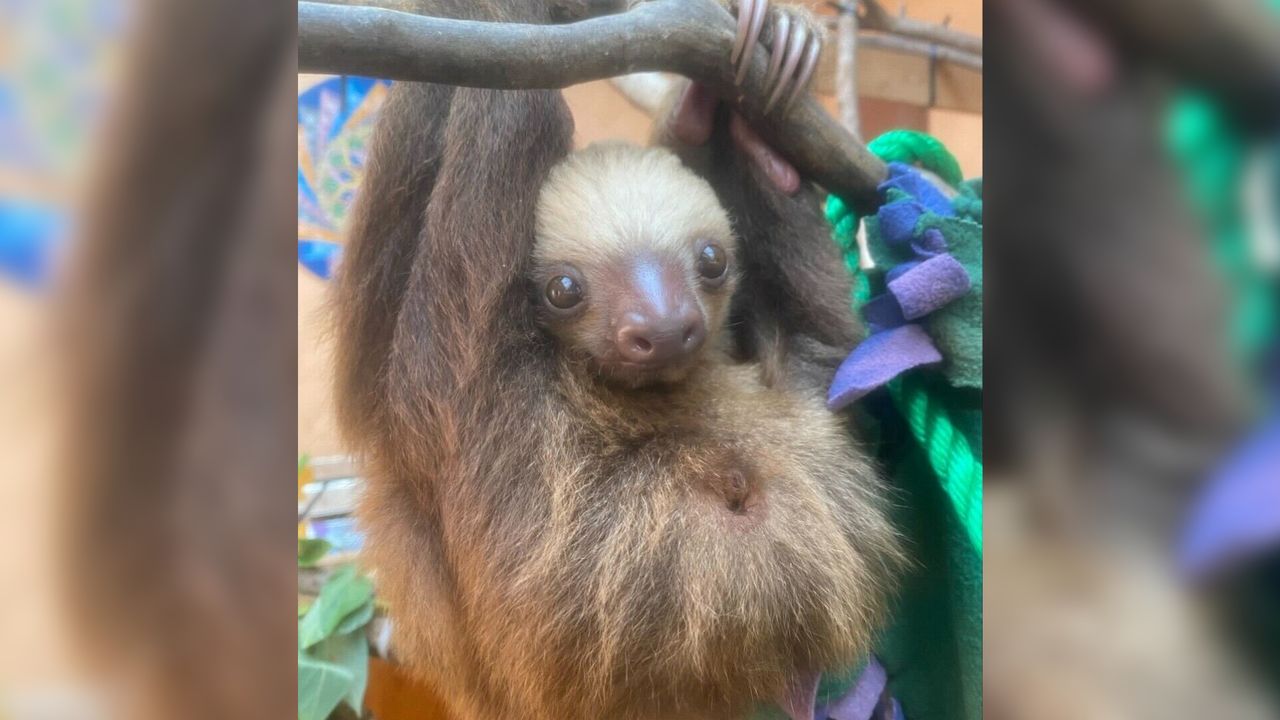 Scientists thought sloths don’t fart. Then one was caught tooting on camera.