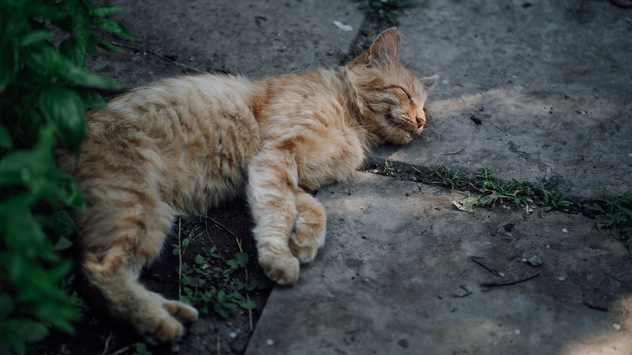 Why do cats like concrete slabs?