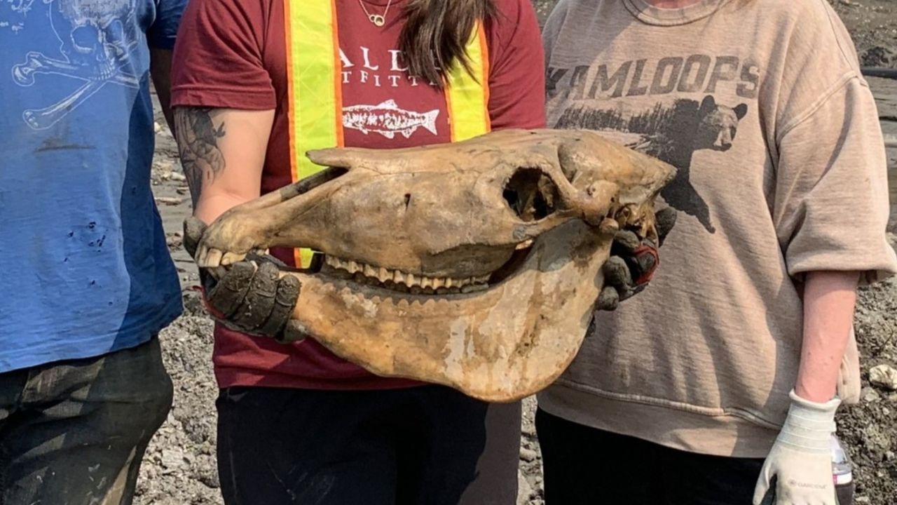 ‘Beautifully preserved’ ice age horse skull unearthed in Yukon mine