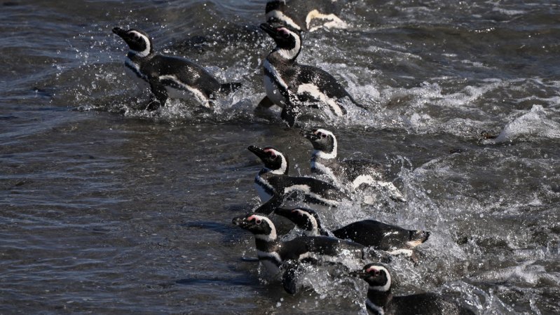 Some penguins save energy by riding ocean currents