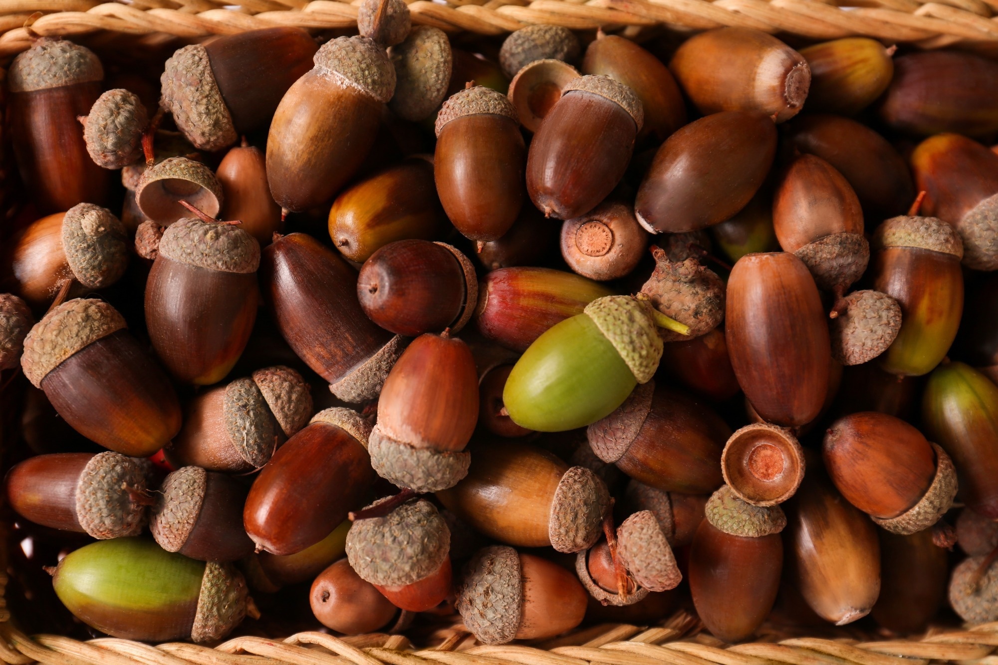 Acorn-based coffee boosts antioxidants with minimal health risk