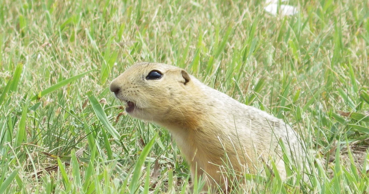 North Dakota’s 4th Largest City Overrun By Ground Squirrels