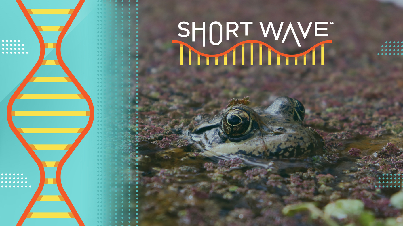 With help from AI, this threatened frog is making a comeback