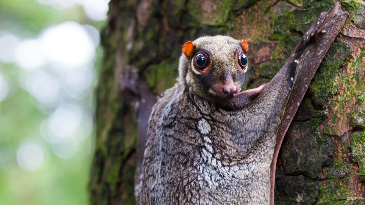 Colugo: The ‘flying lemur’ that doesn’t fly and isn’t a lemur