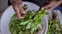 Forgotten ‘weeds’ prove a culinary hit in Kenya