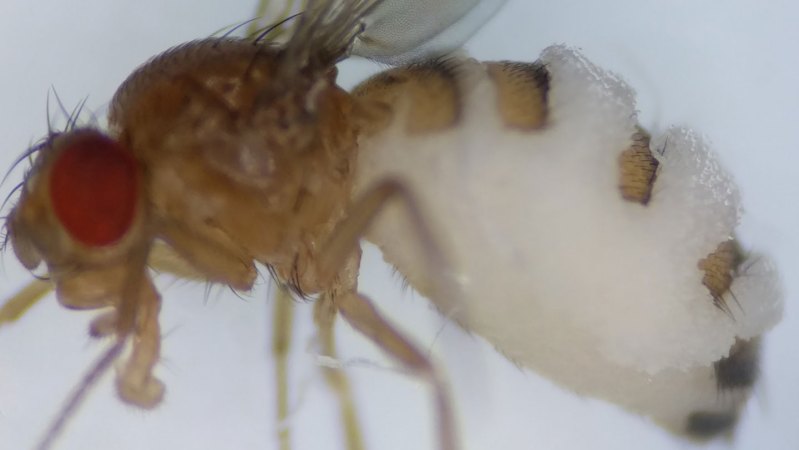 This killer fungus strikes at sunset. Here’s how