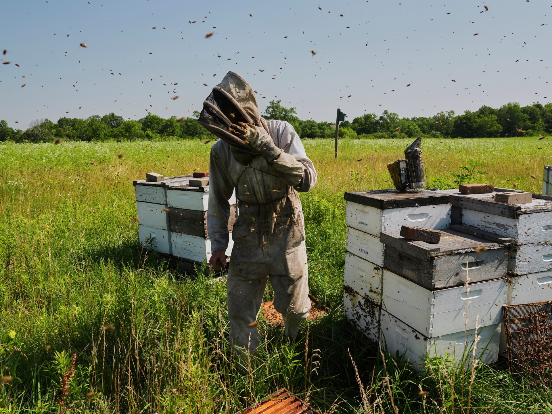 Future of bees at risk as temperatures rise, Trump to cut research funds