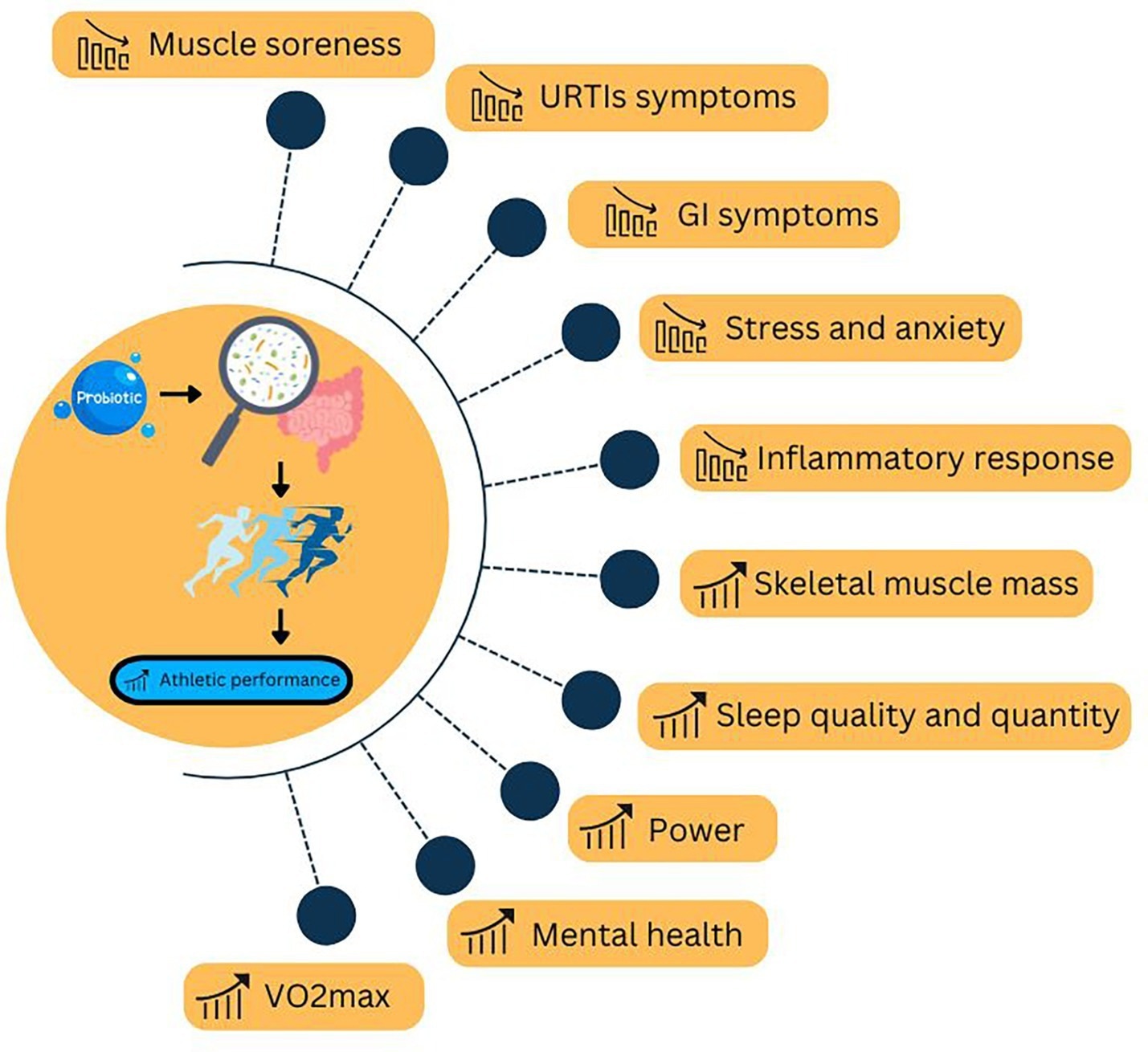 Can probiotics boost athletic performance? Review reveals what works and what still needs proof