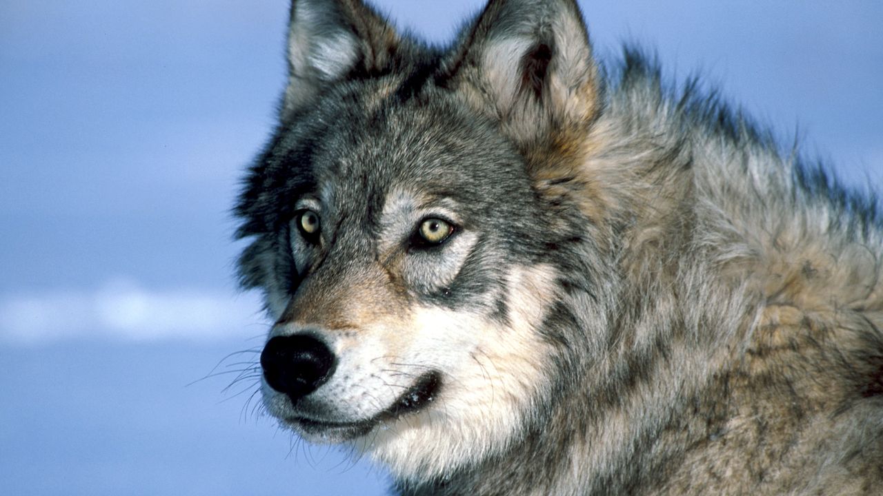 Return of wolves to Yellowstone has led to a surge in aspen trees unseen for 80 years