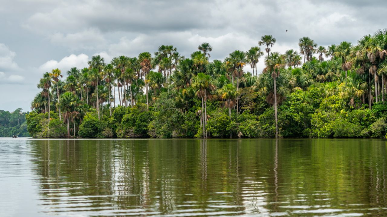 A peatland in the Amazon stopped absorbing carbon. What does it mean?