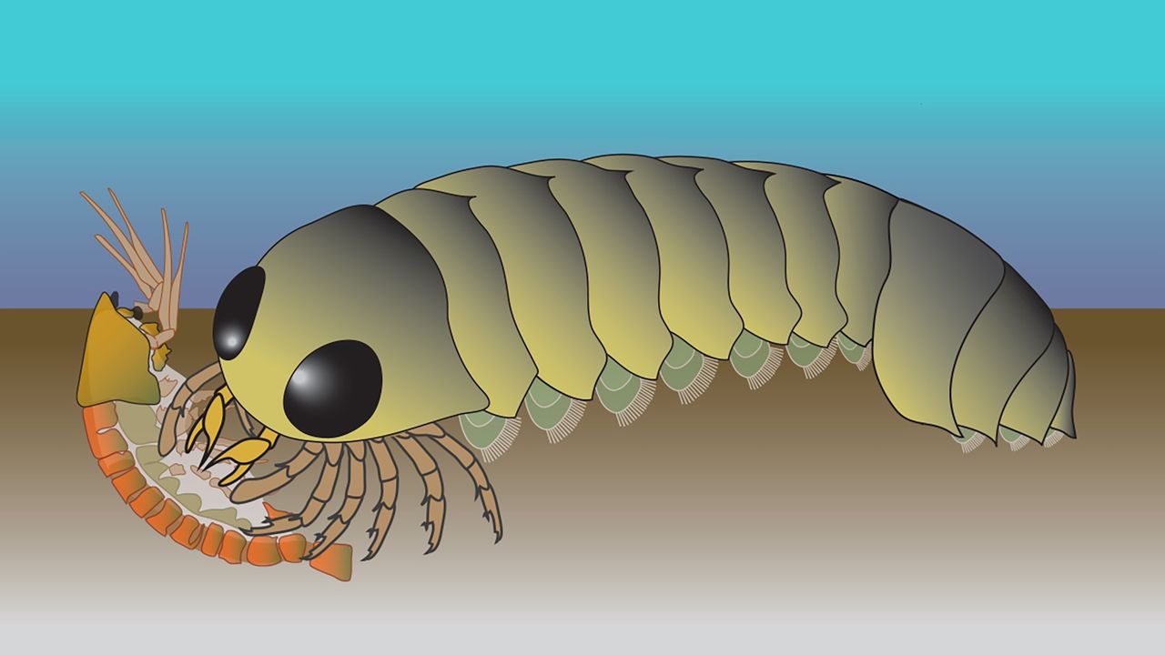 ‘Backward’ brain of ancient sea creature hints spider ancestors evolved in the ocean