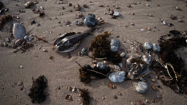 South Australia algal bloom a ‘natural disaster,’ state’s premier says, as species wiped out