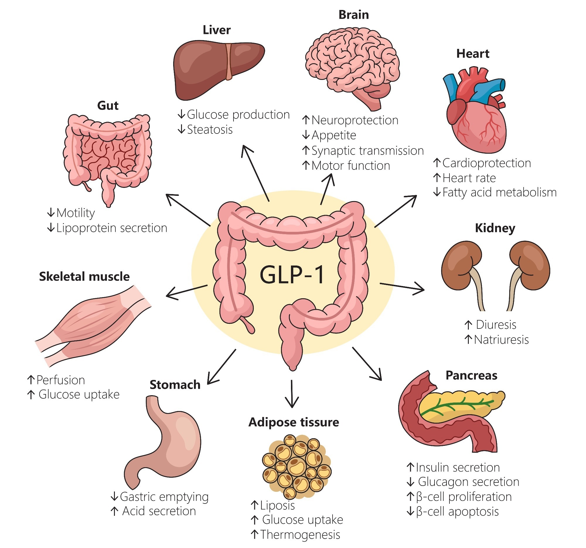 Can one drug do it all? Reviewing the expanding clinical universe of GLP-1 agonists